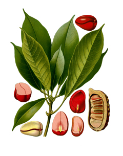 Cola acuminata Cola Nut, Kola, Bissy Nut Cola acuminata Cola Nut, Kola, Bissy Nut